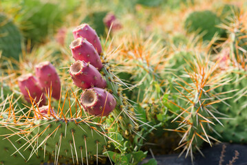 Pink cactus fruits along with leaves and thorns., cactus grows outdoors.