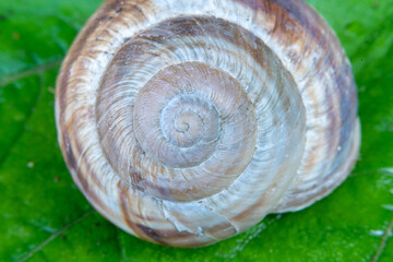 Macro shot of slug shell