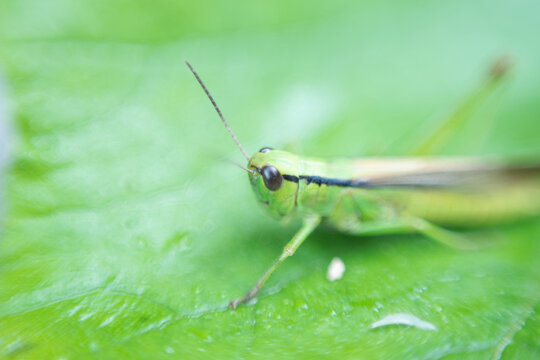 Macro shot of green grasshopper