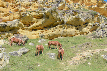 Horses grazing beneath colorful sandstone rock formations on the Basque coast. Mount Jaizkibel, Hondarribia, Spain