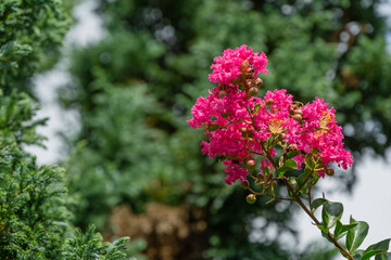 Bright pink flowers blossom  of Сrape myrtle tree (Lagerstroemia indica) on blurred green background in city park Krasnodar. Close-up selective focus. Public landscape Galitsky park in summer 2021
