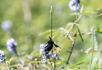 black bumblebee on a flower on a green background 