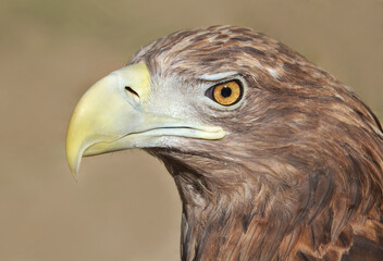close up of an eagle