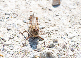 macro filming gray grasshopper on the ground 