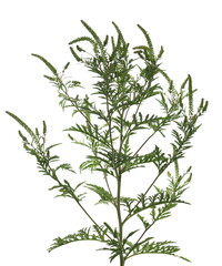 Fresh common Ragweed (Ambrosia artemisiifolia) isolated on white background