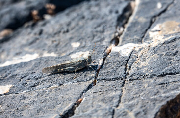 macro filming gray grasshopper on the ground 
