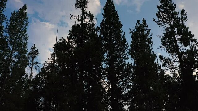Slowly flying up along pine trees silhouetted against the sky at dusk.