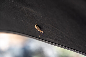 gray bug on a black and white background 