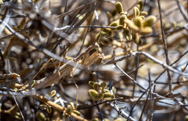 yellow praying mantis in dry bush in vivo 