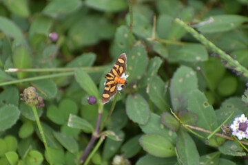 Fototapeta na wymiar Orange spotted flower moth aka red waisted florella moth