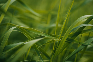 Fototapeta na wymiar Grass. Fresh green spring grass closeup