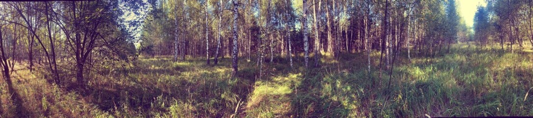 Panorama of a birch forest. Forestry panorama