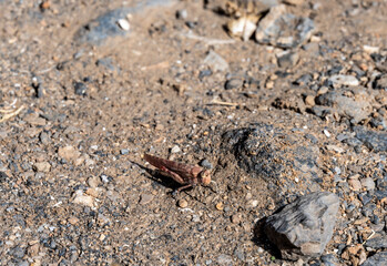 macro filming gray grasshopper on the ground 