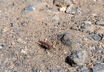 macro filming gray grasshopper on the ground 