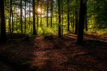 Lichtung im Wald bei untergehender Sonne im Gegenlicht © MH Foto