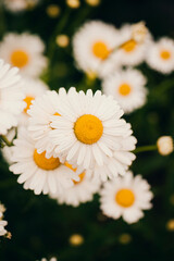 Beautiful white garden chamomiles on the flower bed