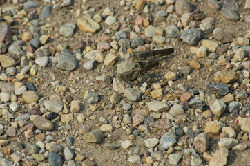 Grasshopper surrounded by Stones and Pebbles