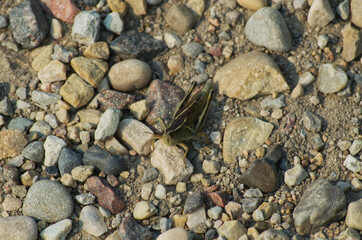 Grasshopper surrounded by Stones and Pebbles