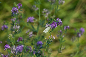 Butterfly on a Purple Flower