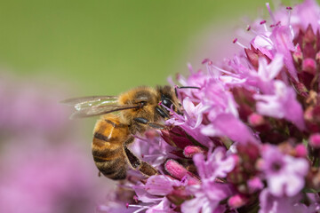 Honey Bee (Apis mellifera) on Oregano (Origanum vulgare)