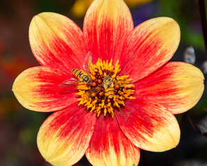 Fototapeta na wymiar Bees on red and yellow flowers 