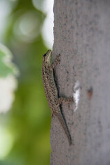 Gekko