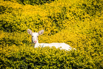 White Goat