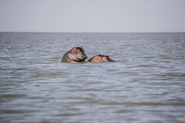 Hippos Lake Ziway Ethiopia