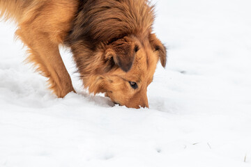Obraz na płótnie Canvas Brown fluffy dog looking for something in the snow