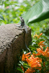 Lizard