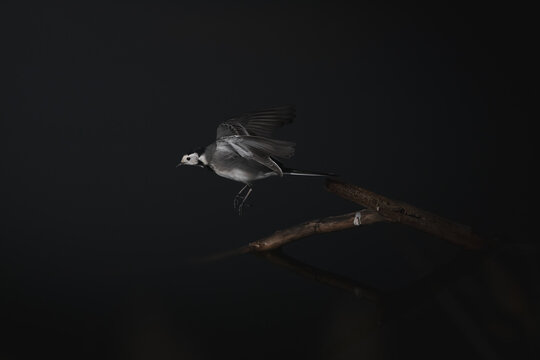 Wagtail soaring above tree twig on black background