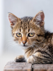 Fototapeta na wymiar Small striped kitten close up on a blurred background