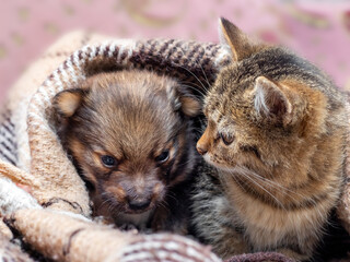 The little kitten and puppy are covered with a plaid, the kitten and the puppy are warmed under a blanket