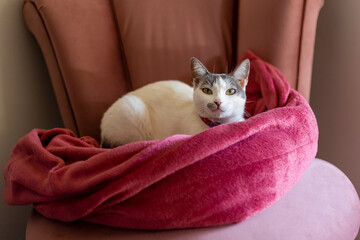 Fototapeta na wymiar A white female cat with gray ears lying on the armchair inside a blanket on a cold day. Animal world. Pet lover. Animals defend. Cat Lover.