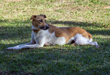 Portrait of a white and brown spotted female dog lying on the lawn. Brown eyes. Sunbath. Animal...