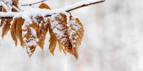 Snow-covered tree branch with dry leaves in winter in the forest on a blurred background