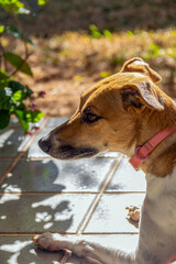 Portrait of a white and brown spotted female dog lying on the floor. Brown eyes. Sunbath. Animal...