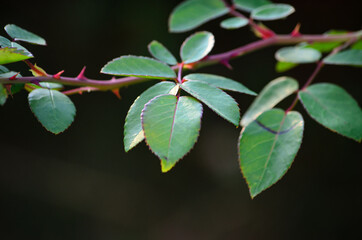 summer plants growing in nature