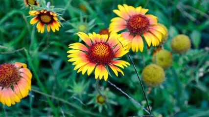summer plants growing in nature