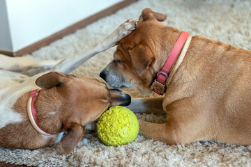 Two female dogs with pink leash playing on the carpet with a yellow ball. Animal world. Pet lover. Dog lover.
