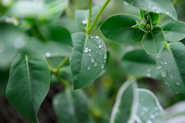 plant leaves after rain close-up