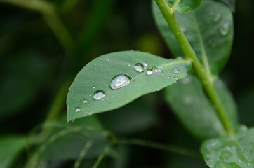 plant leaves after rain close-up