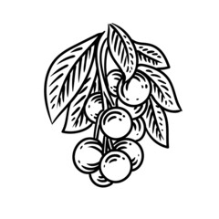 fruit and leaf engraved style drawing