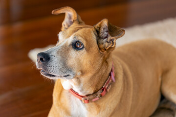 Obraz premium A senior female dog on the rug. Animal world. Pet lover. Animals defender. Dog lover.