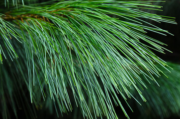 lush greenery of cedar needles close-up