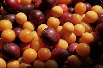 Ripe cherry plum. Berries are red and yellow, small and large. Assorted fruit. Different grades