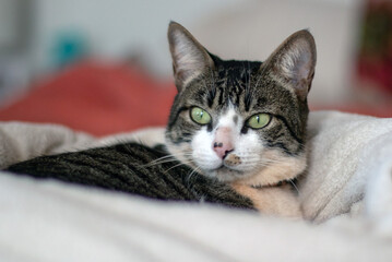 A beautiful gray and white spotted male cat lying on of blanket on the bed in a cold day. Animals defender. Animal world. Pet lover.Cat lover. American Wirehair.