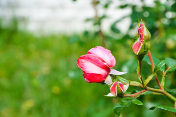 Roses. Pink flowers. Flowers in the garden.