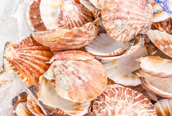 Bractechlamys vexillum, or distant scallop, is an edible bivalve mollusc from the Pectinidae family that is native to the western central Pacific Ocean. Set . The color is red-yellow and brown.  © Марина Крисенко