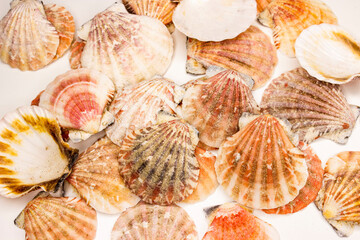 Bractechlamys vexillum, or distant scallop, is an edible bivalve mollusc from the Pectinidae family that is native to the western central Pacific Ocean. Set . The color is red-yellow and brown.  © Марина Крисенко